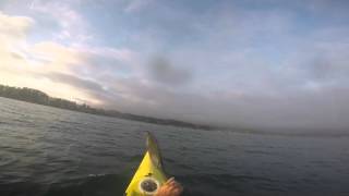 Sooty Shearwater AKA Mutton Bird Mayhem