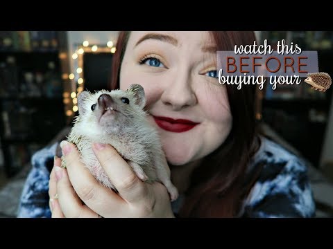 1st YouTube video about how big hedgehogs can get