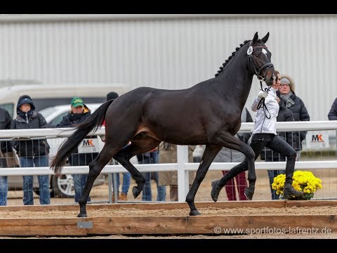 Trakehner Hengstmarkt Kat.Nr. 38 Hengst " Sturmpfeil" *2017