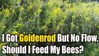 I Got Goldenrod But No Flow, Should I Feed My Bees?