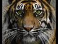 eye of the tiger by white snake 