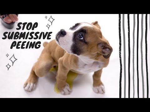 YouTube video about: How to stop submissive urination in dogs?