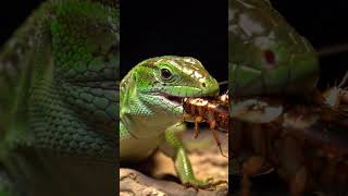 green lizard having food #wildlife #lizard #reptiles