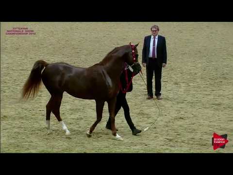 N.318 SPARTACUS TO - 21st Qatar National 2018