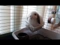 Baby bunny Jasper confused!