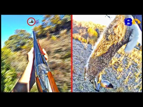 Caza de LIEBRES y PERDICES en Terreno de Jabalis