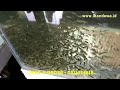 Update jual bibit ikan jurung WA 0811224818, Video bagaimana teknik pembuatan keramba jaring apung paling heboh!