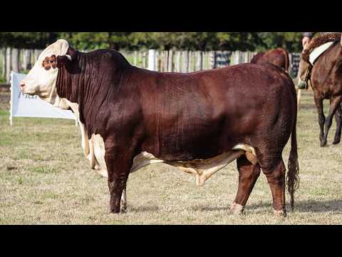 Pintura 22 - Gran Remate Braford y Brahman en Estancia La Pelada