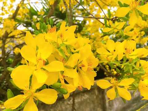 Cây Mai 60 năm tuổi ở Thái Bình