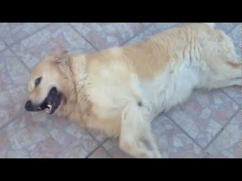 schumi golden retriever