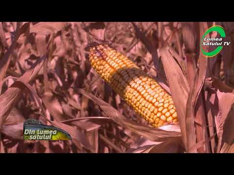 Ziua porumbului, Orezu-Ialomița 2017