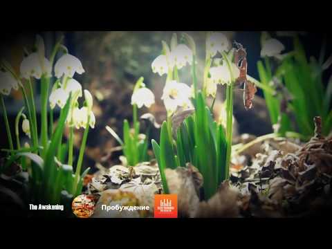 The awakening (video mix)