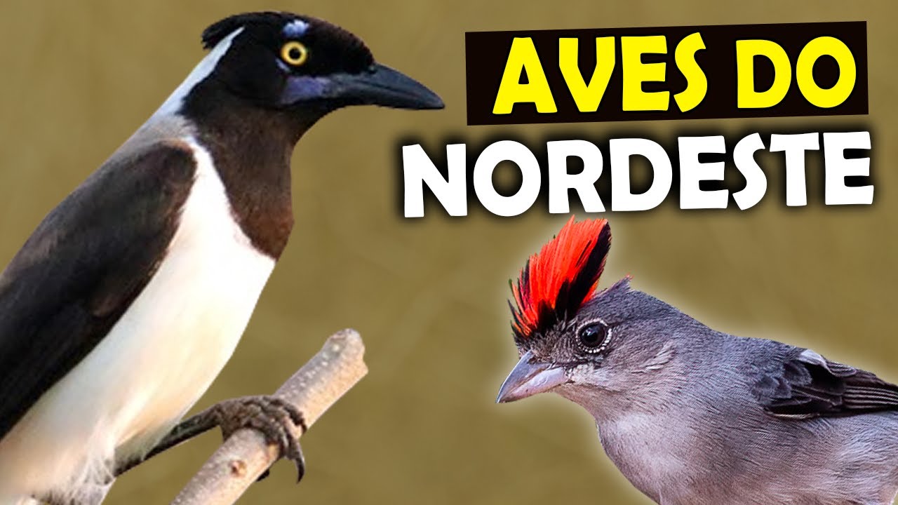 PASSARINHANDO na CAATINGA | AVES que você pode ver no SERTÃO NORDESTINO | Pássaros do Nordeste