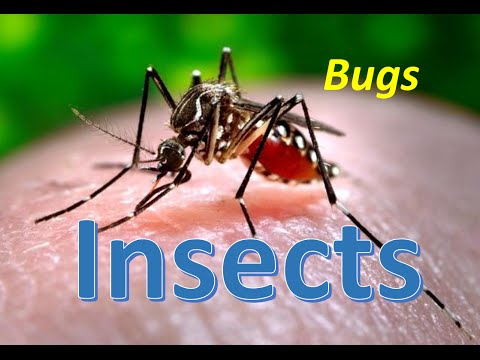 Bugs and Insects for Kindergarten,Preschool and Junior kids