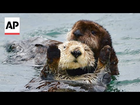 Baby sea otter is reunited with mother in California after long search - YouTube