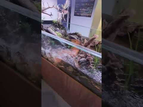 install a river style aquarium at your home! it's a freshwater tropical fish tank, it's zen!!