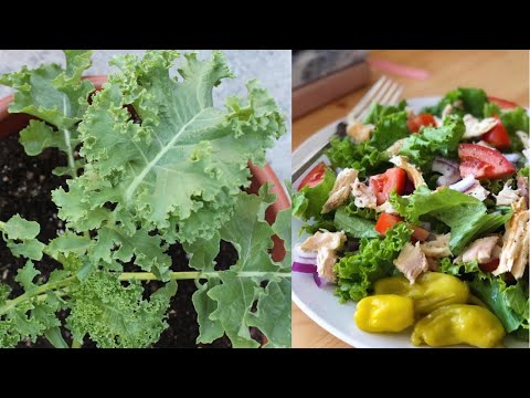 Growing Kale in Containers | Tips, Harvest & Easy Kale Recipes