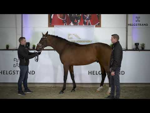 Be Sure von Benicio / Scuderia -  hengst geboren 2018 (GER)