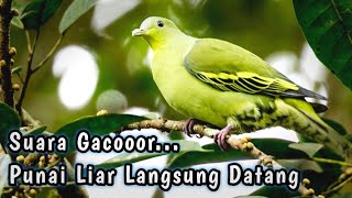Download lagu Suara pikat burung punai paling ampuh | sekali putar punai langsung pada datang semua mp3