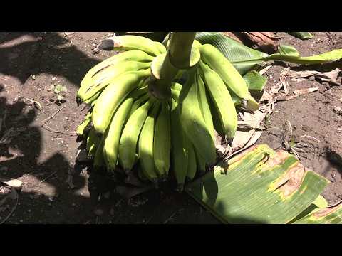 Hechos del Agro - Cosecha de plátano