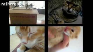 Yes, Maru is included.