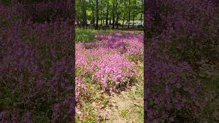 ピンクの花…フクロナデシコ？ #heliuuum