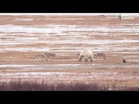 Wolf Pack vs  Polar Bear  Rare Face Off in the Arctic