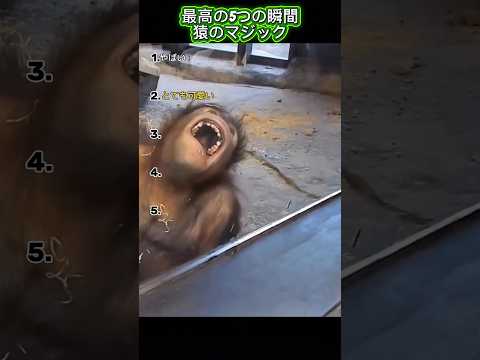 最高の5つの瞬間猿のマジック