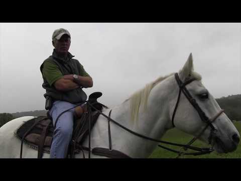 Walking, Trotting, Cantering, Galloping: What's the difference?