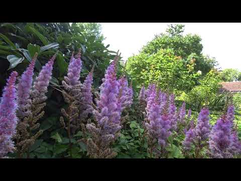 Rosengarden Bern Swiss a Tour in 4K and beautiful Flowers /Schöne Blumen im Rosengarten Schweiz 4K