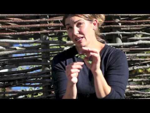 Övervintra tomat . Tomat stickling. Tomatsticklingar. Odla tomater. Sticklingar av tomater