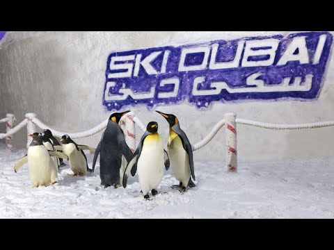 Ski Dubai Penguin Encounter | Eduarvis