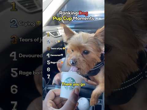 Ranking Dog Pup Cup Moments