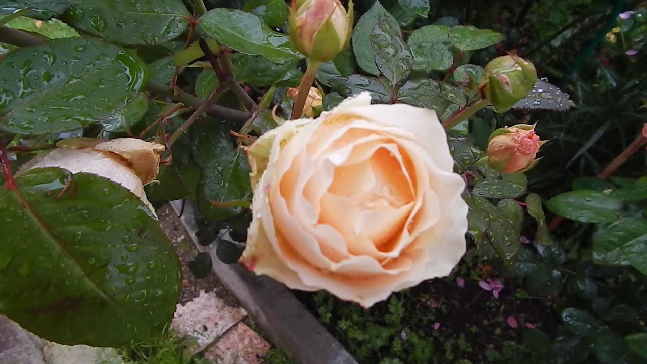 Роза Джалита(Jalitah)Interplant в дождь июль 2019