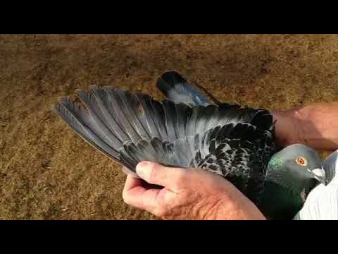 Tony Martens Lummen, BE wins 1  Nat  Bourges II 2018 Old Birds