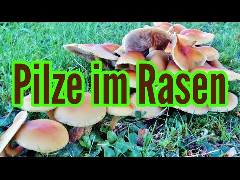 Mushrooms in the lawn: what to do? Remove mushrooms in the lawn. Combat fairy rings. Lawn fungi. ...