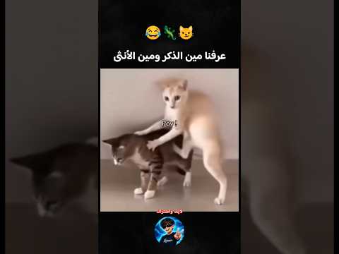قطط آخر الزمان 😼🦎😂 #ضحك#ميمز#اكسبلور#لايك#اشتراك#قطط#ذكر#انثى#cat