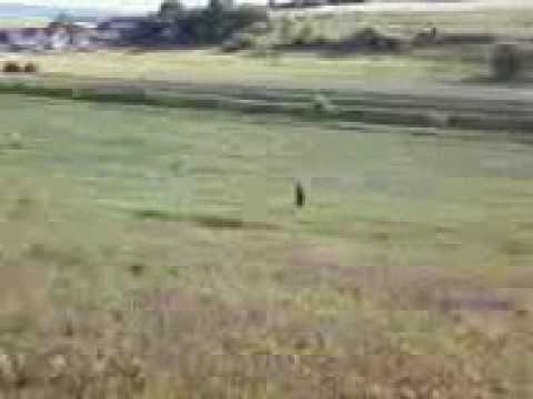 cauciucu lui hulugu 1