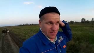 Доход с коровы за третий квартал 2016 года.