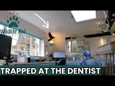 Gopro Rescue Jackdaw Trapped at the Dentist