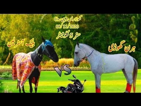Black Astalion horse vs hiran gori full race| 11.8.2020