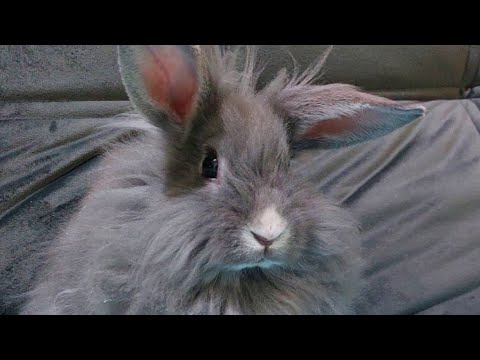 4_IVAN_ CORRIDA VIRTUAL ANIMAL 2026: IRACEMÁPOLIS, SÃO PAULO, BRASIL ( Amora)