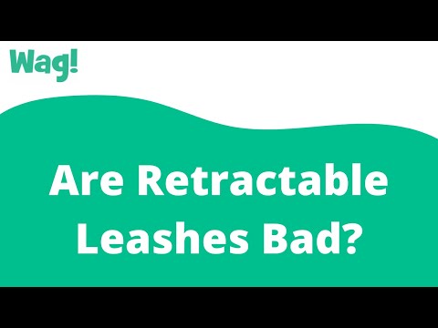 Are Retractable Leashes Bad? | Wag!