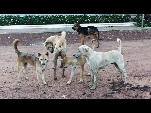 Bally is gang Bella no allow other male dogs stay close by || #1772 Nature Show