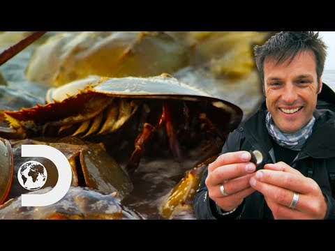 ニュージャージーでのカブトガニの侵入｜ニック・ベイカーの奇妙な生き物たち (A Horseshoe Crab Invasion In New Jersey | Nick Baker's Weird Creatures)