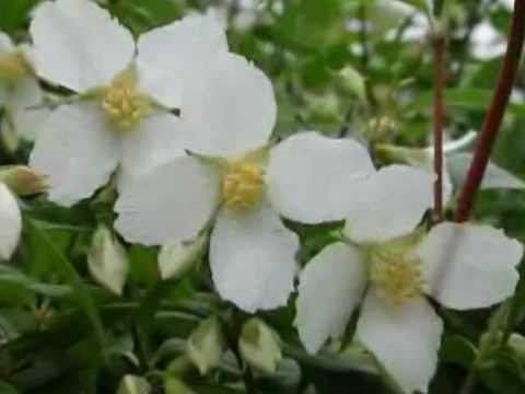 017. Ivanka Kraševec   Šopek jasmina