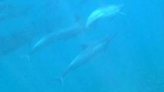 preview picture of video 'Spinner Dolphins - Honolua Bay, Maui'