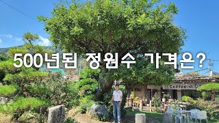 500년된 정원수 가격은??