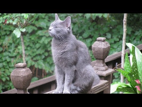 How to Care for a Russian Blue - Grooming a Russian Blue
