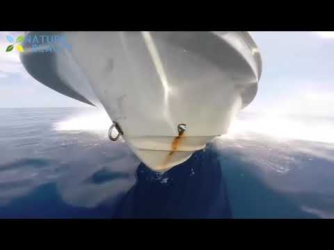 Fastest Hunting Fish Diving Skill in The Sea- Big Tuna Catching- Catch Lobster And Octopus 😱👍👍